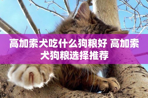 高加索犬吃什么狗糧好 高加索犬狗糧選擇推薦