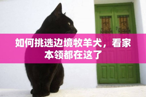 如何挑選邊境牧羊犬，看家本領都在這了