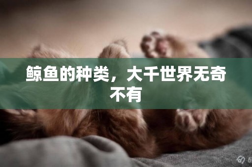 鯨魚的種類，大千世界無奇不有