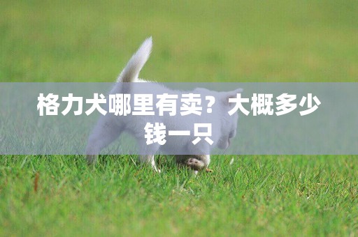 格力犬哪里有賣？大概多少錢一只