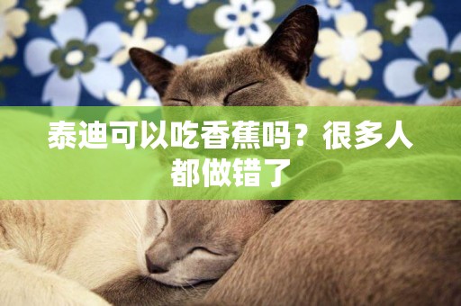 泰迪可以吃香蕉嗎？很多人都做錯了