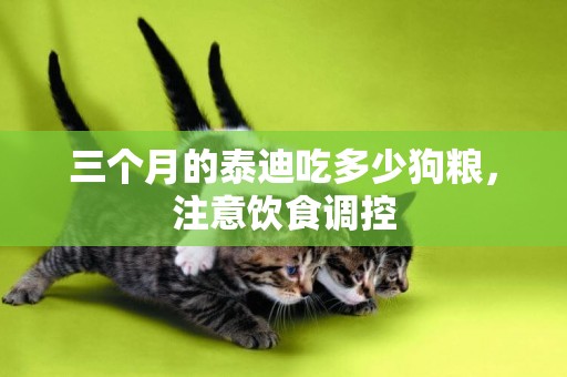 三個月的泰迪吃多少狗糧，注意飲食調控
