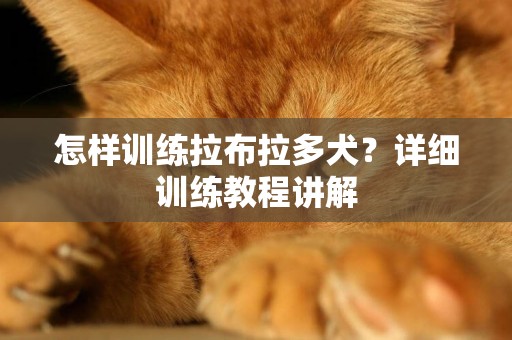 怎樣訓練拉布拉多犬？詳細訓練教程講解