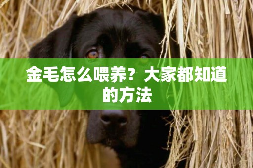 金毛怎么喂養？大家都知道的方法