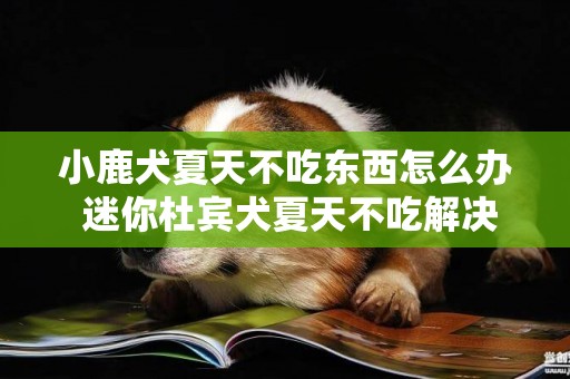 小鹿犬夏天不吃東西怎么辦 迷你杜賓犬夏天不吃解決方法