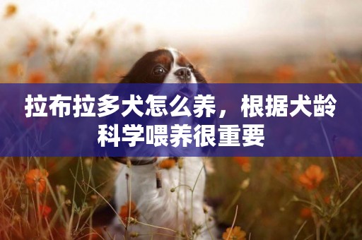 拉布拉多犬怎么養，根據犬齡科學喂養很重要