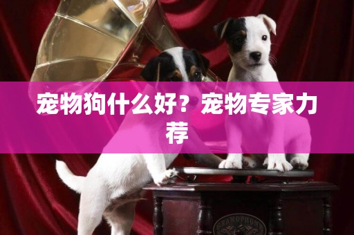 寵物狗什么好？寵物專家力薦