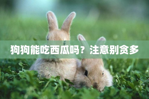 狗狗能吃西瓜嗎？注意別貪多