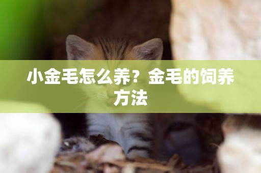 小金毛怎么養？金毛的飼養方法