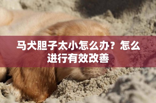 馬犬膽子太小怎么辦？怎么進行有效改善