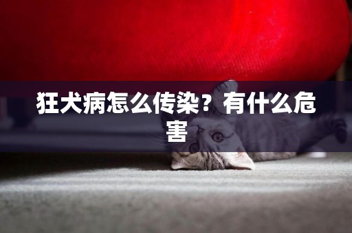 狂犬病怎么傳染？有什么危害