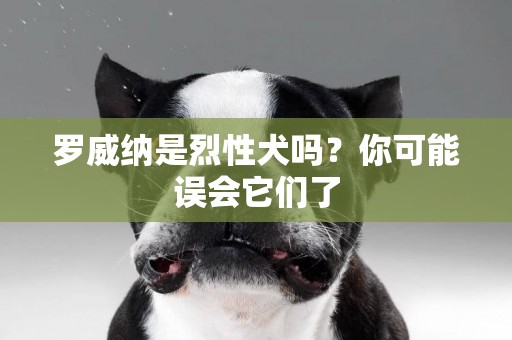 羅威納是烈性犬嗎？你可能誤會它們了