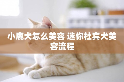 小鹿犬怎么美容 迷你杜賓犬美容流程