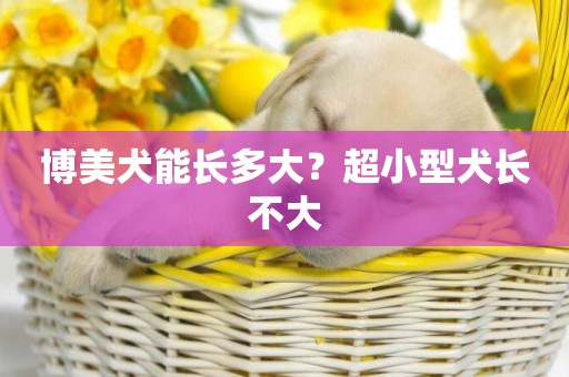 博美犬能長多大？超小型犬長不大