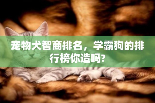 寵物犬智商排名，學霸狗的排行榜你造嗎?