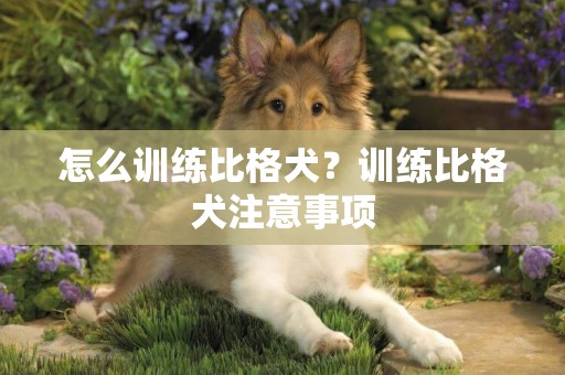 怎么訓練比格犬？訓練比格犬注意事項