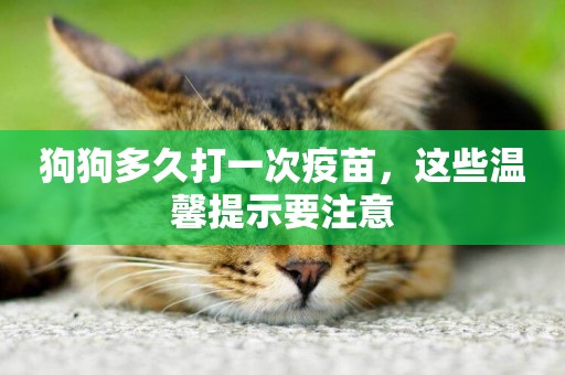 狗狗多久打一次疫苗，這些溫馨提示要注意