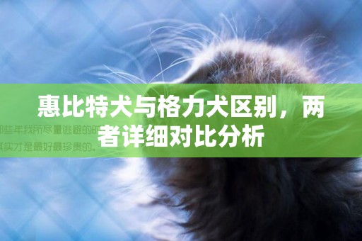 惠比特犬與格力犬區別，兩者詳細對比分析