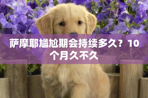 薩摩耶尷尬期會持續多久？10個月久不久