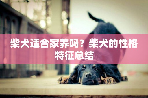 柴犬適合家養嗎？柴犬的性格特征總結