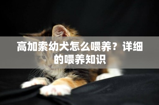 高加索幼犬怎么喂養？詳細的喂養知識