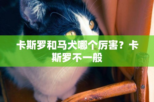 卡斯羅和馬犬哪個厲害？卡斯羅不一般
