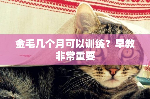 金毛幾個月可以訓練？早教非常重要