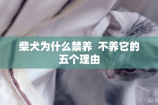 柴犬為什么禁養  不養它的五個理由