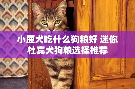 小鹿犬吃什么狗糧好 迷你杜賓犬狗糧選擇推薦