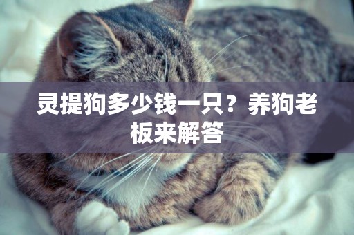 靈提狗多少錢一只？養狗老板來解答