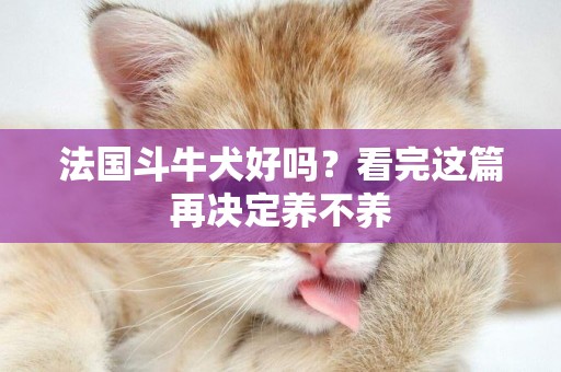 法國斗牛犬好嗎？看完這篇再決定養不養