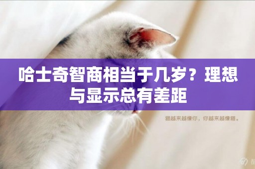 哈士奇智商相當于幾歲？理想與顯示總有差距