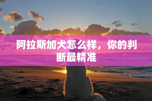 阿拉斯加犬怎么樣，你的判斷最精準