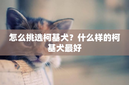 怎么挑選柯基犬？什么樣的柯基犬最好