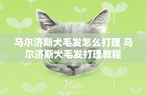 馬爾濟斯犬毛發怎么打理 馬爾濟斯犬毛發打理教程