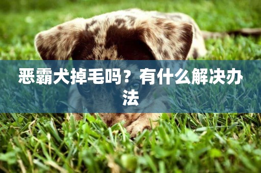 惡霸犬掉毛嗎？有什么解決辦法