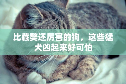 比藏獒還厲害的狗，這些猛犬兇起來好可怕