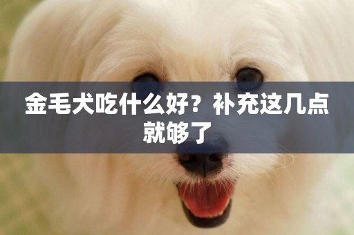 金毛犬吃什么好？補充這幾點就夠了