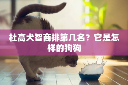 杜高犬智商排第幾名？它是怎樣的狗狗