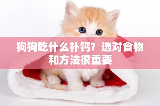 狗狗吃什么補鈣?  選對食物和方法很重要