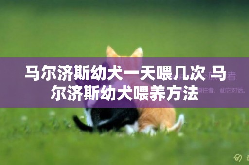 馬爾濟斯幼犬一天喂幾次 馬爾濟斯幼犬喂養方法
