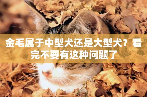 金毛屬于中型犬還是大型犬？看完不要有這種問題了