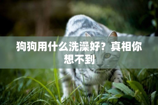 狗狗用什么洗澡好？真相你想不到