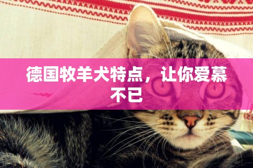德國牧羊犬特點，讓你愛慕不已