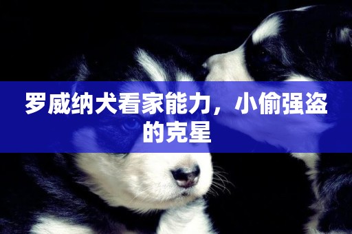 羅威納犬看家能力，小偷強盜的克星