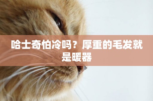 哈士奇怕冷嗎？厚重的毛發就是暖器
