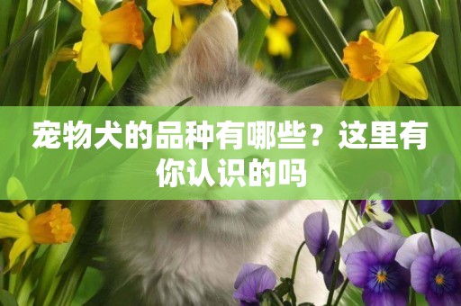 寵物犬的品種有哪些？這里有你認識的嗎