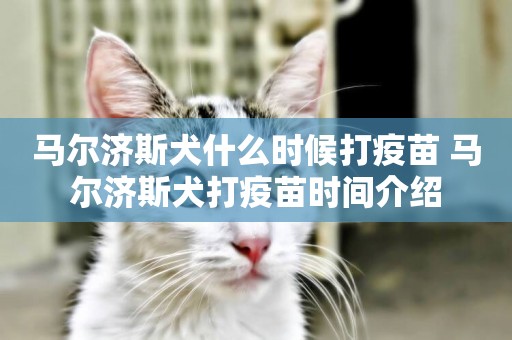 馬爾濟斯犬什么時候打疫苗 馬爾濟斯犬打疫苗時間介紹