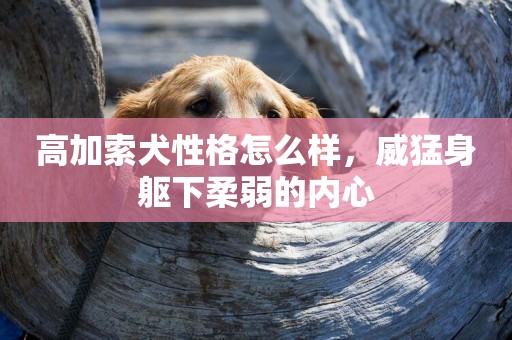 高加索犬性格怎么樣，威猛身軀下柔弱的內心