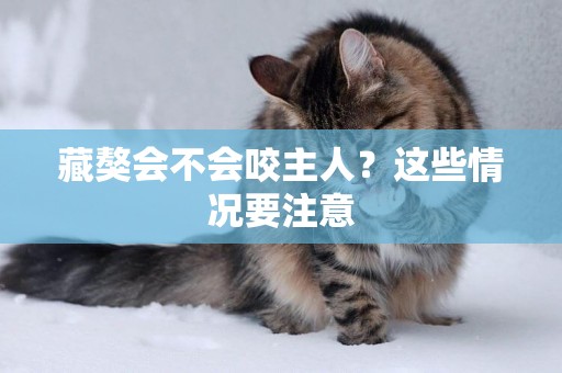 藏獒會不會咬主人？這些情況要注意